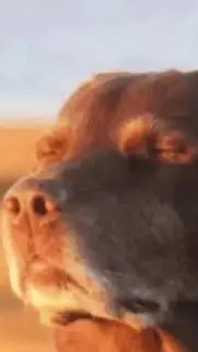 ai character: cooked dog background