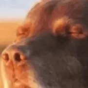 chat with ai character: cooked dog