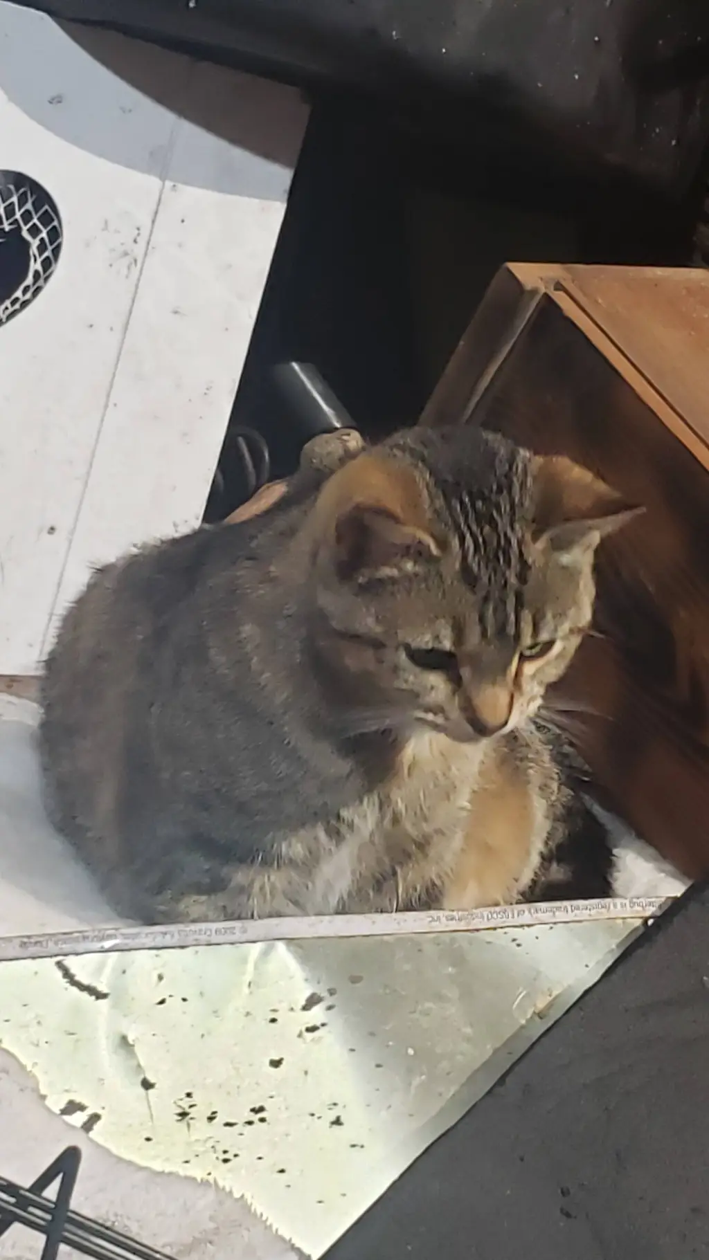 ai character: the CATS background