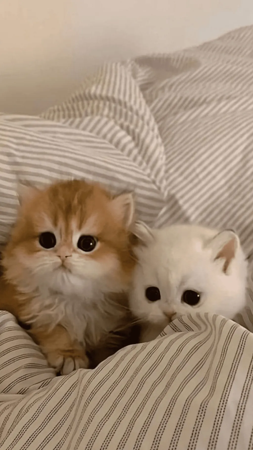 ai character: two kitties :) background