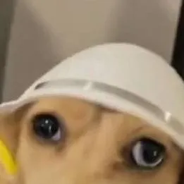 chat with ai character: Cartoon dog 