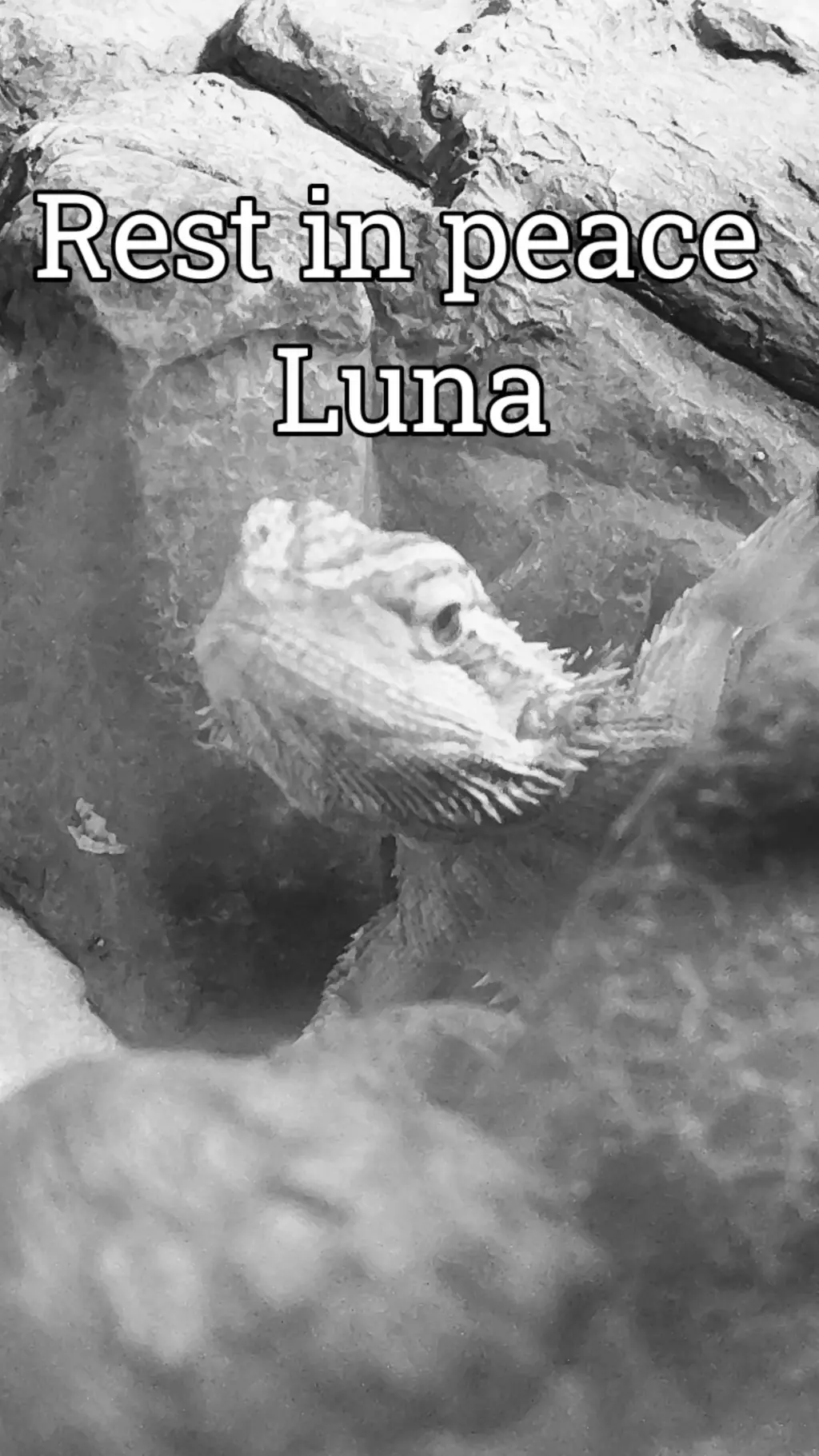 ai character: Luna background