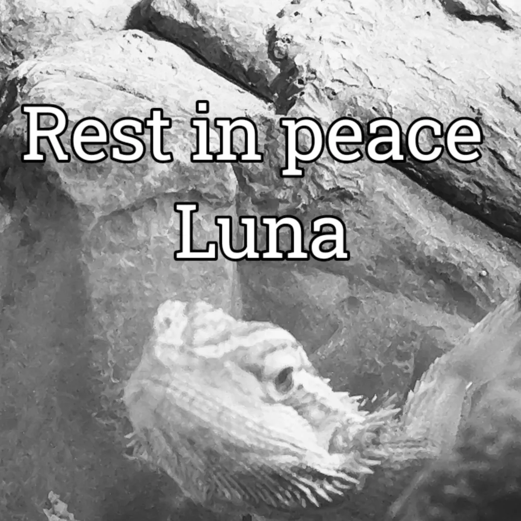 chat with ai character: Luna