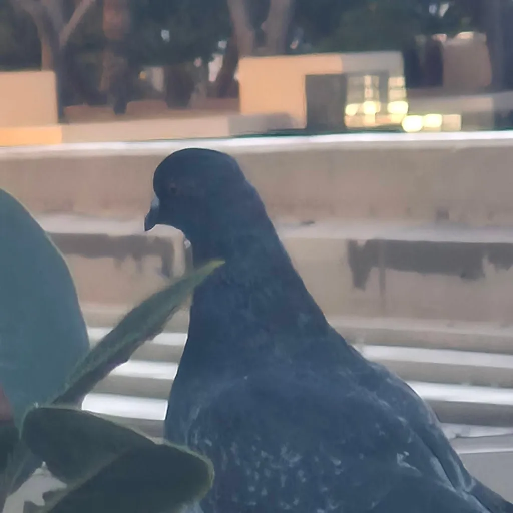 chat with ai character: pigeon 