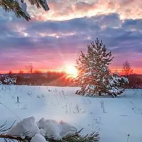 chat with ai character: mysterious forest