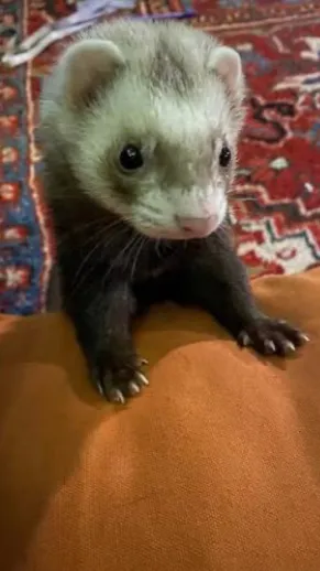 ai character: Ferret siblings  background