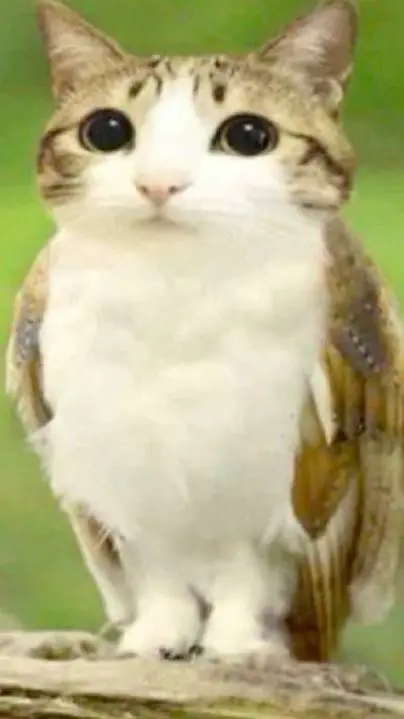 ai character: ◇FORSAKEN◇ background