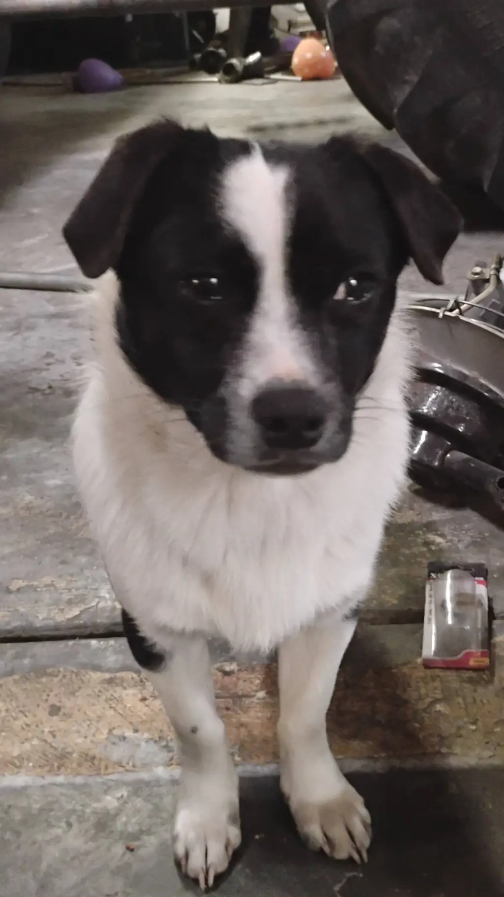 ai character: Fido background