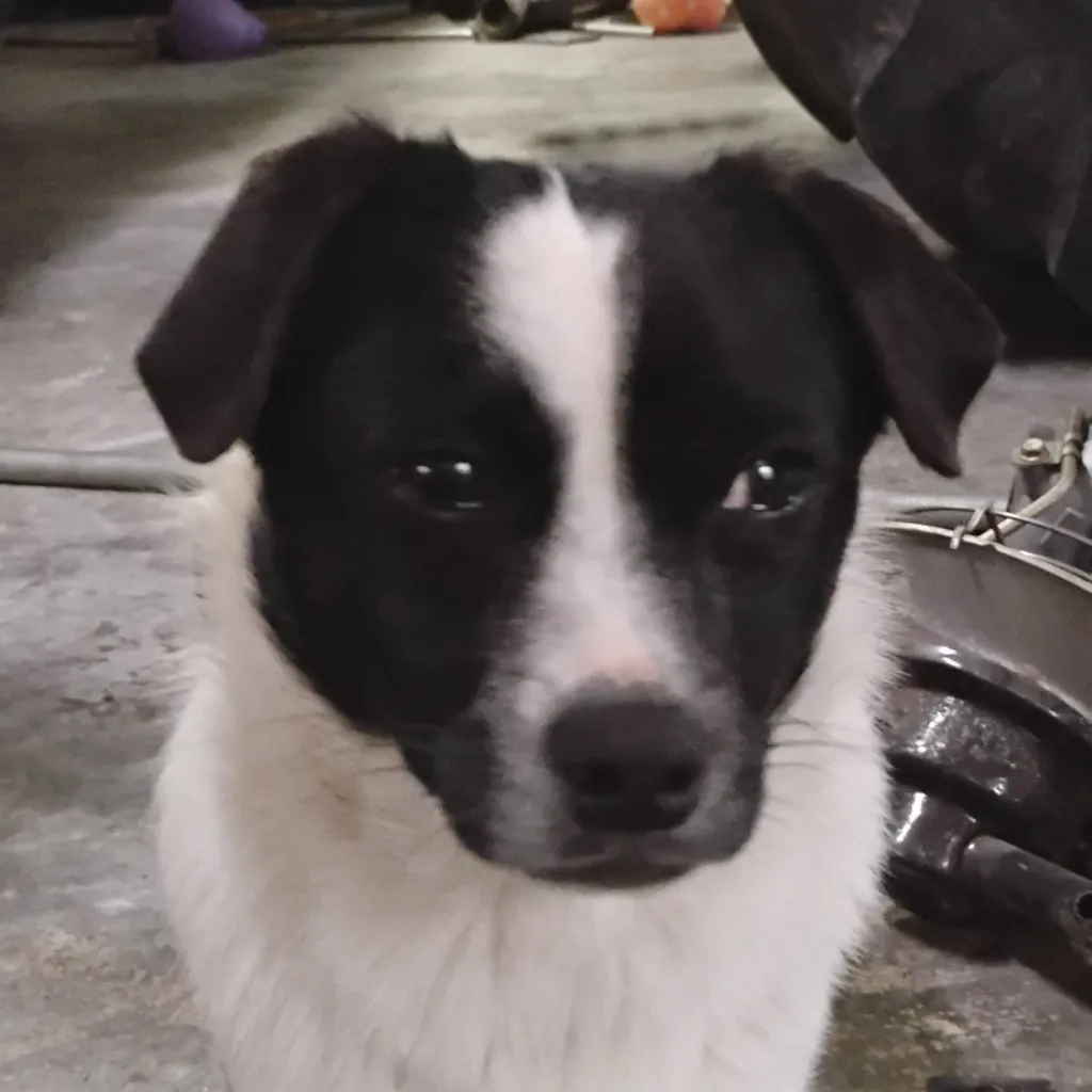 chat with ai character: Fido