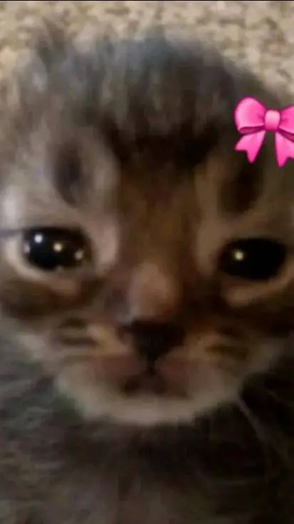 ai character: sad cat background
