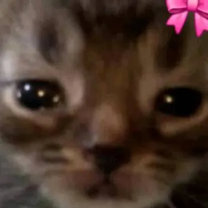 chat with ai character: sad cat