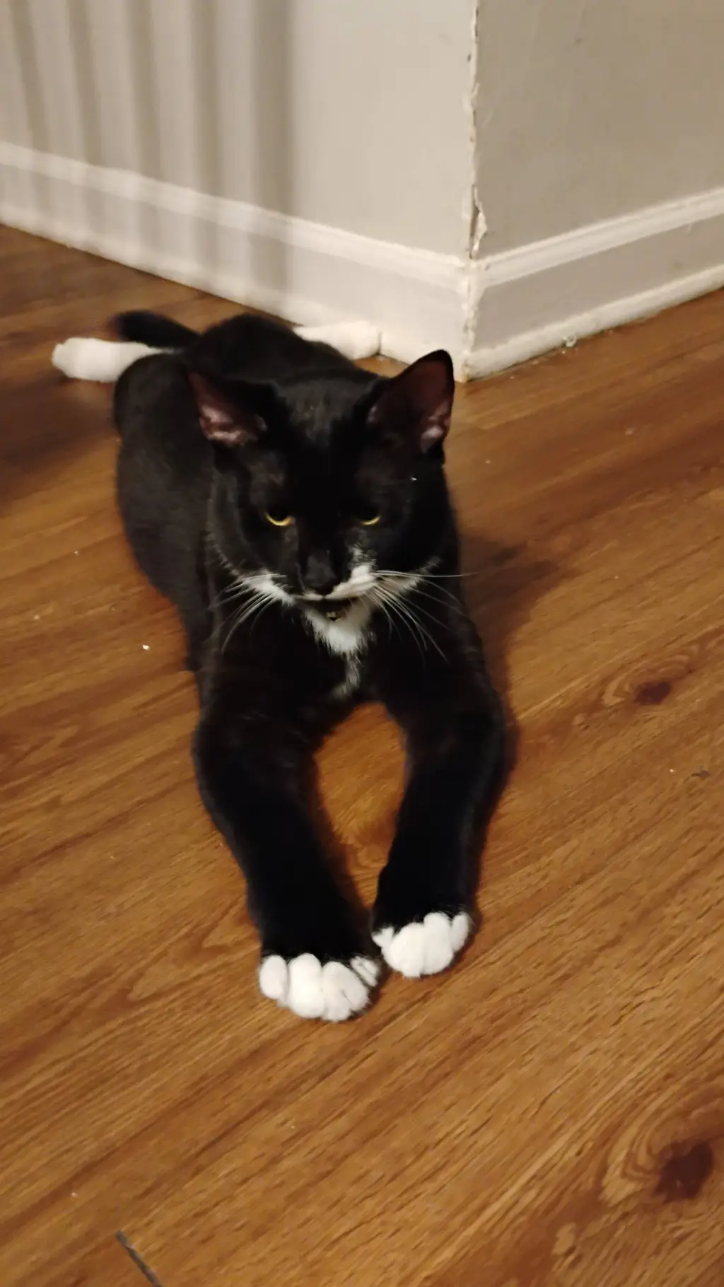 ai character: your cat background