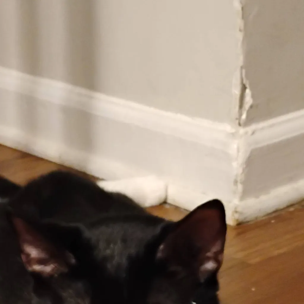 chat with ai character: your cat