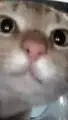 ai character: Cat background