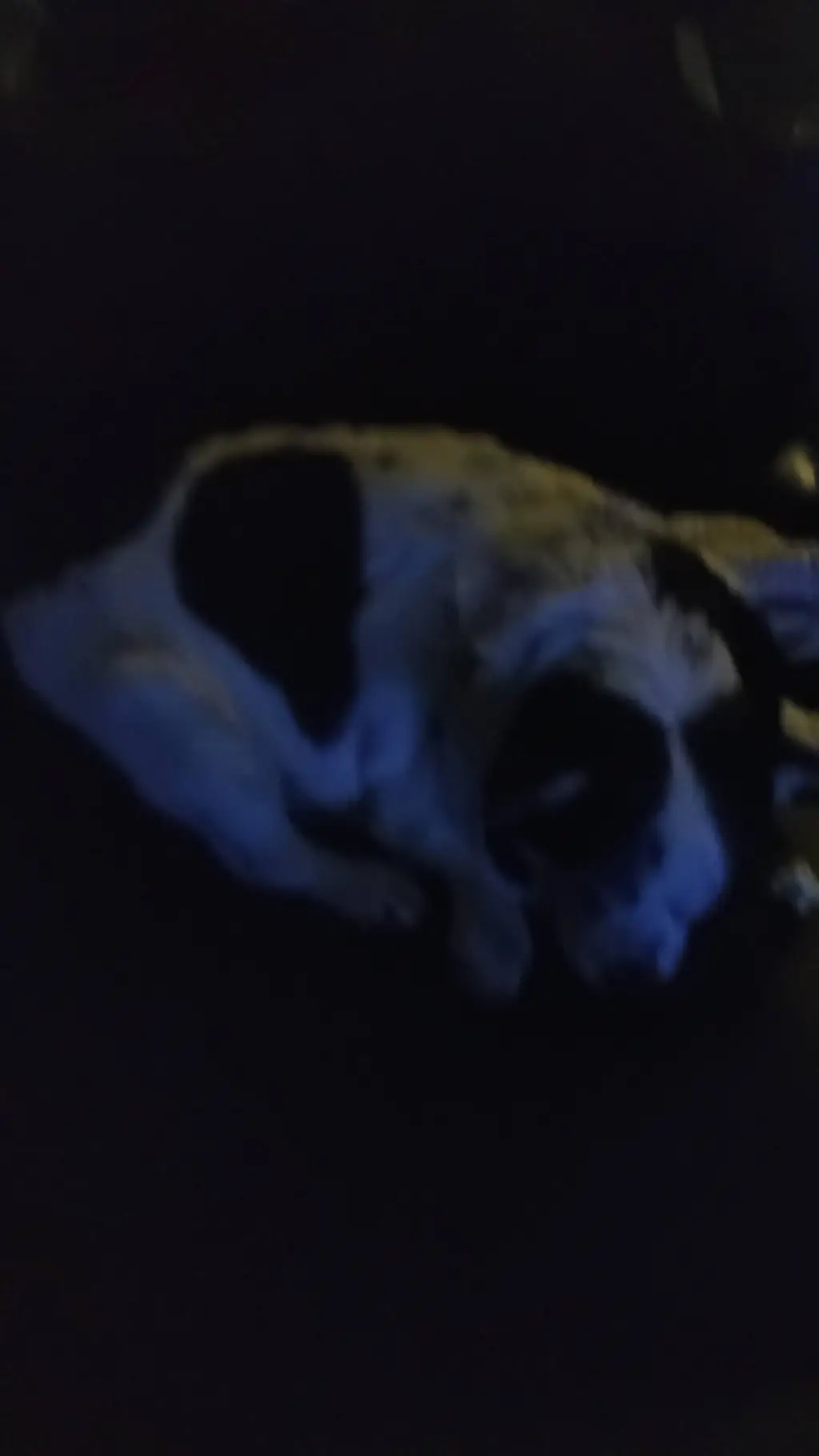 Talkie AI - Chat with Bailey (My dog)