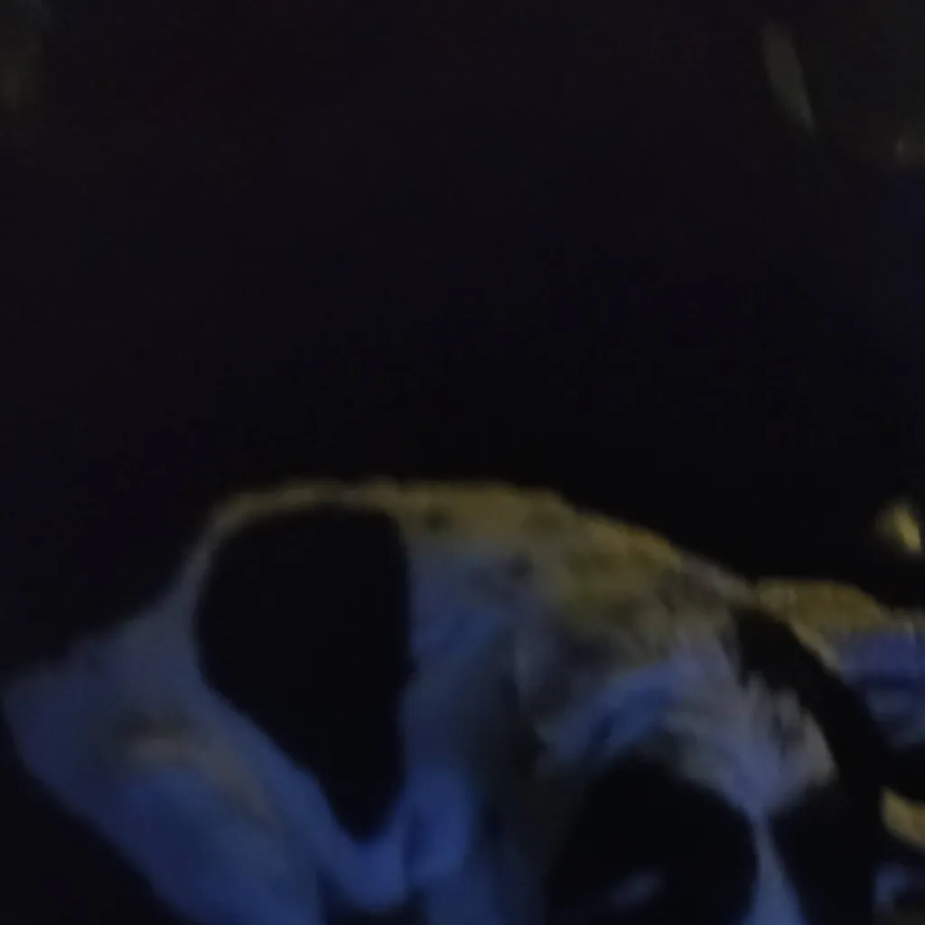 chat with ai character: Bailey (My dog)