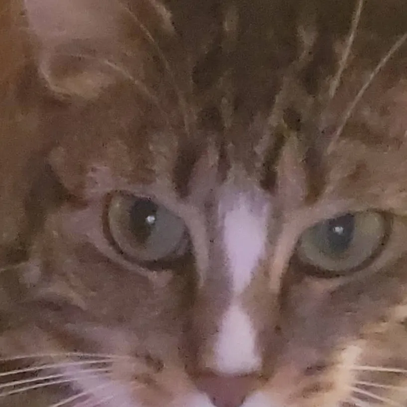 chat with ai character: Sprunki 