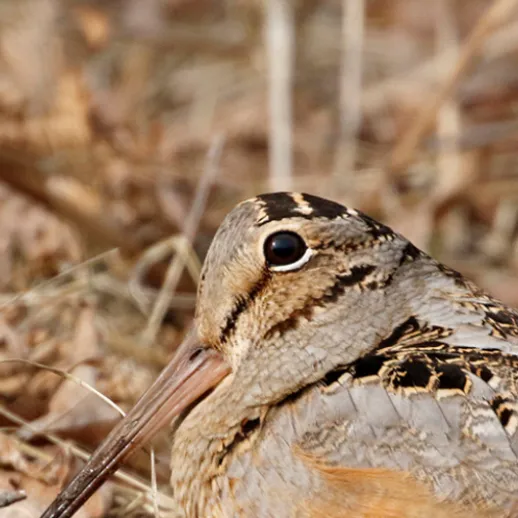chat with ai character: American Woodcock