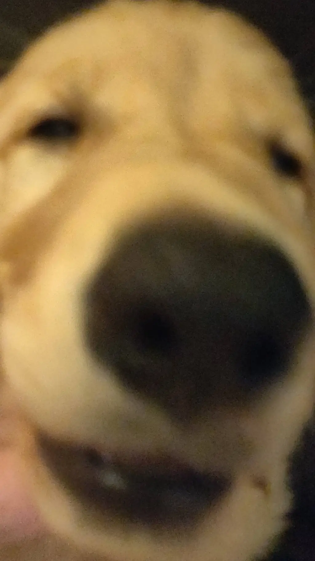 ai character: goofy ahh dog background