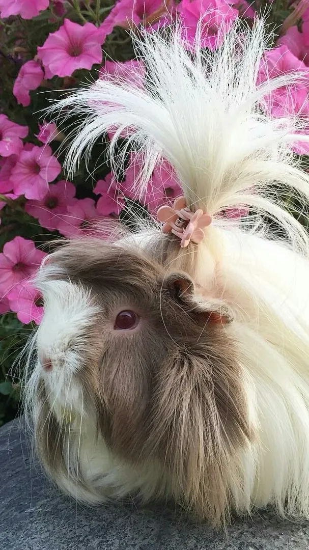 Talkie AI - Chat with Guinea Pig 3!