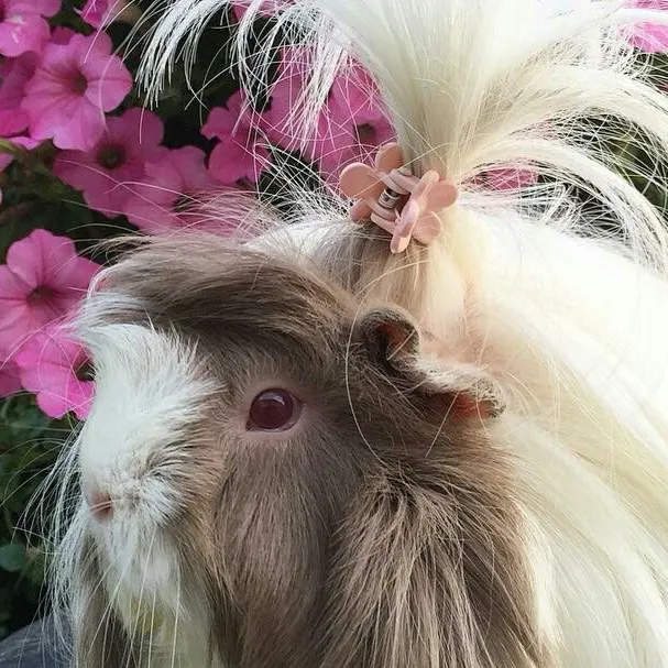 chat with ai character: Guinea Pig 3!
