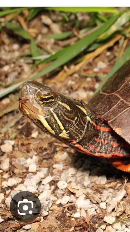 ai character: Carl background