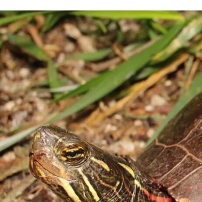 chat with ai character: Carl