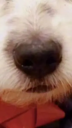 ai character: breathing chez background