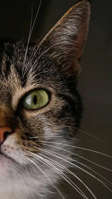 ai character: KITTY! 😼 background