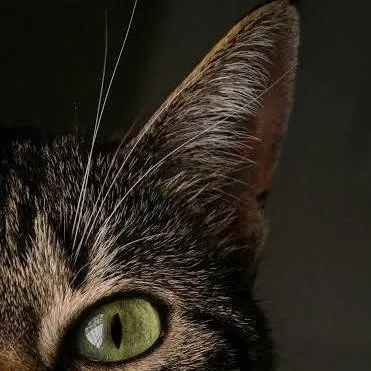 chat with ai character: KITTY! 😼