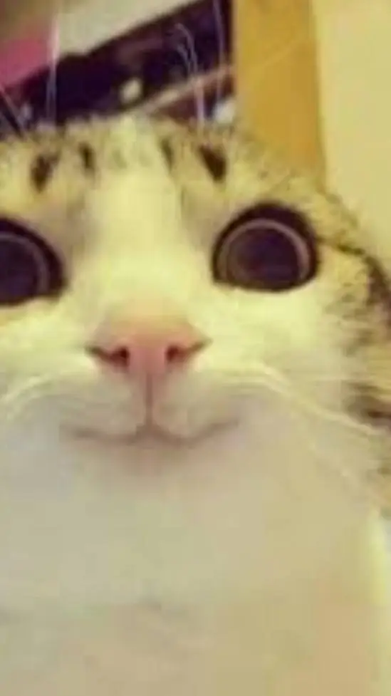 ai character: funny bunny cat background