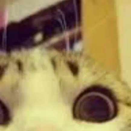 chat with ai character: funny bunny cat