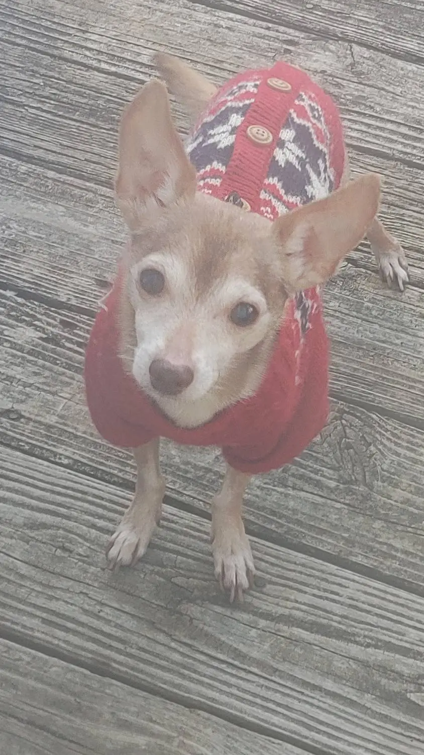 ai character: SCHOOL!!! background