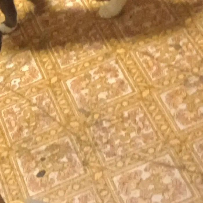 chat with ai character: Chance no x mafios