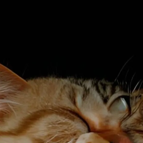 chat with ai character: Anoying cat