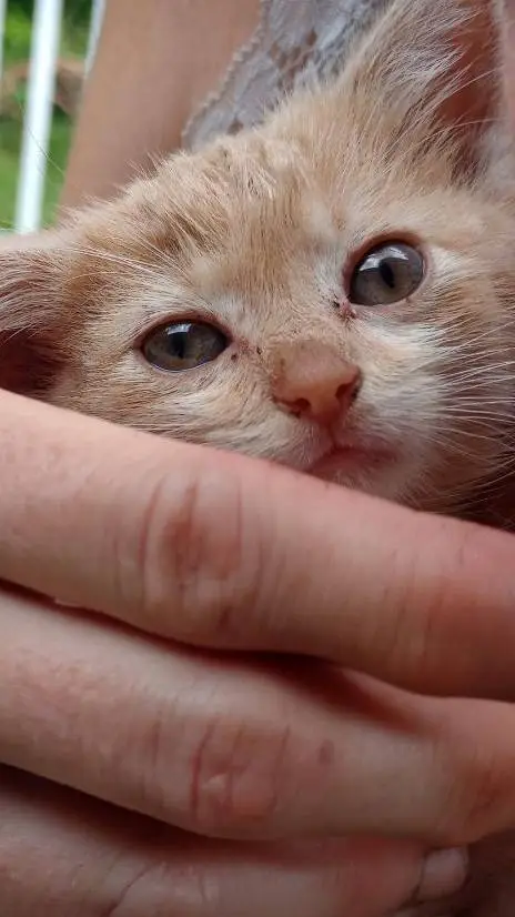 ai character: cat background