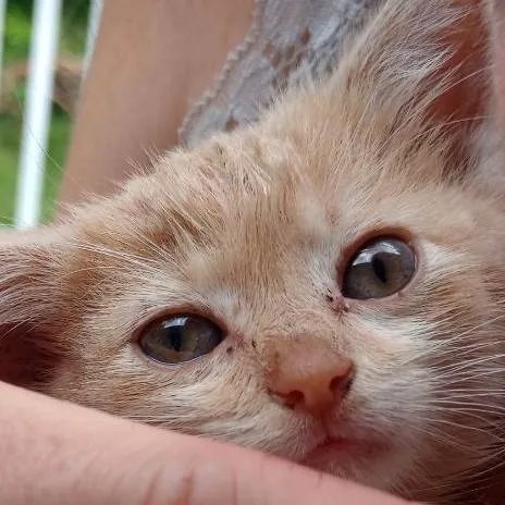 chat with ai character: cat