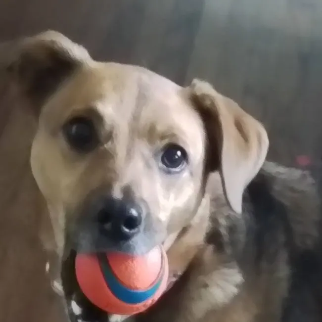 chat with ai character: Sega (dog)