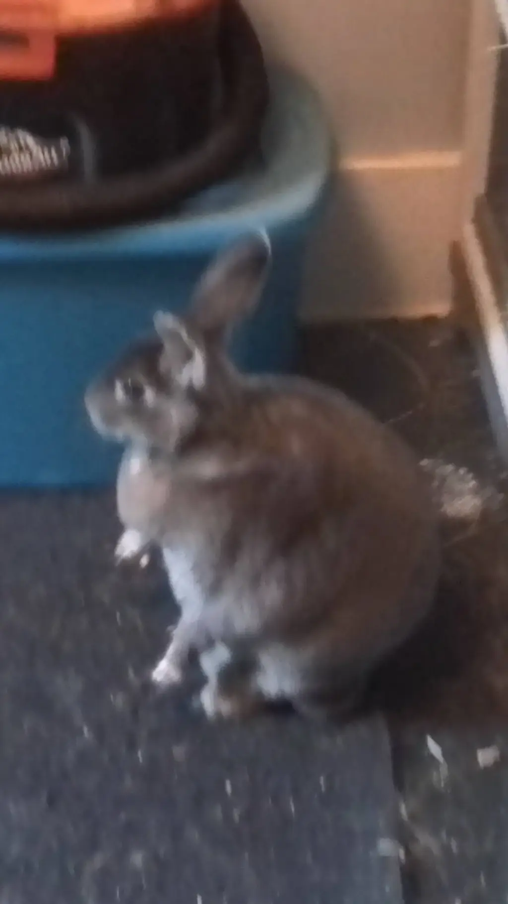ai character: Fiona (bunny) background
