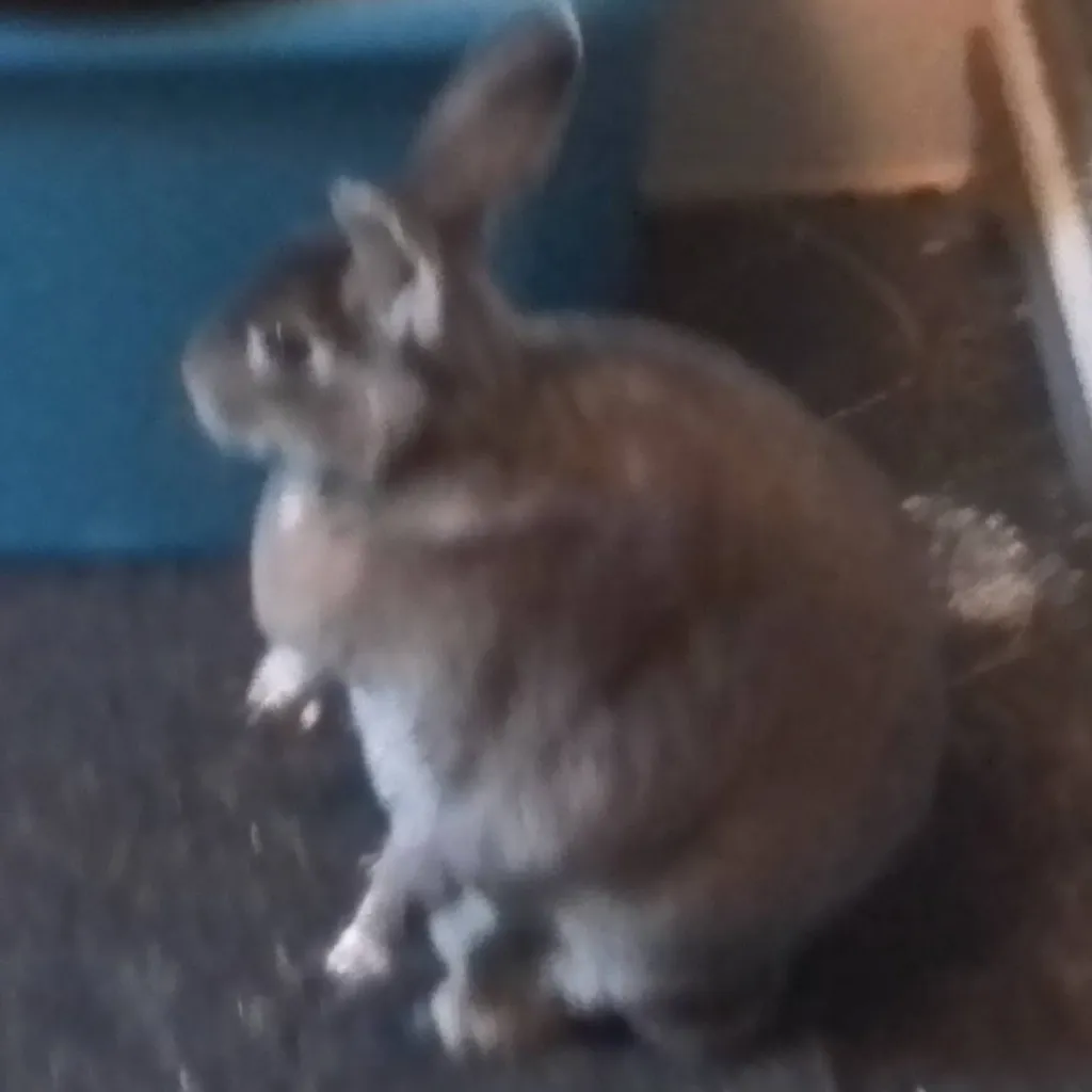 chat with ai character: Fiona (bunny)