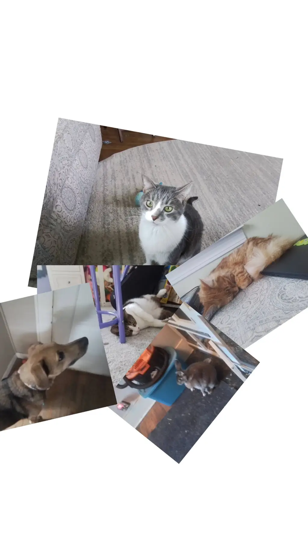 ai character: your pets background