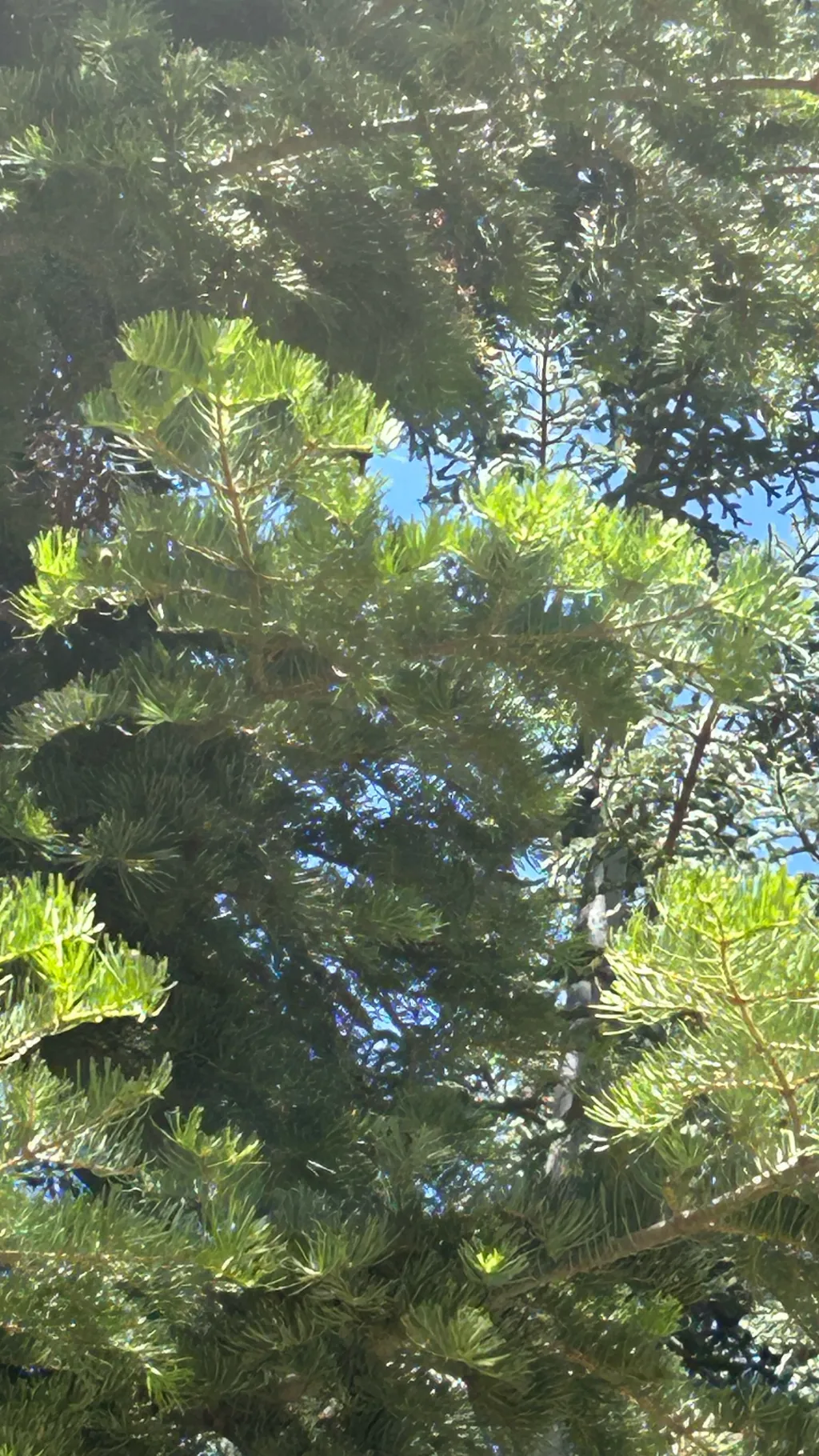 ai character: Super Danganronpa  background