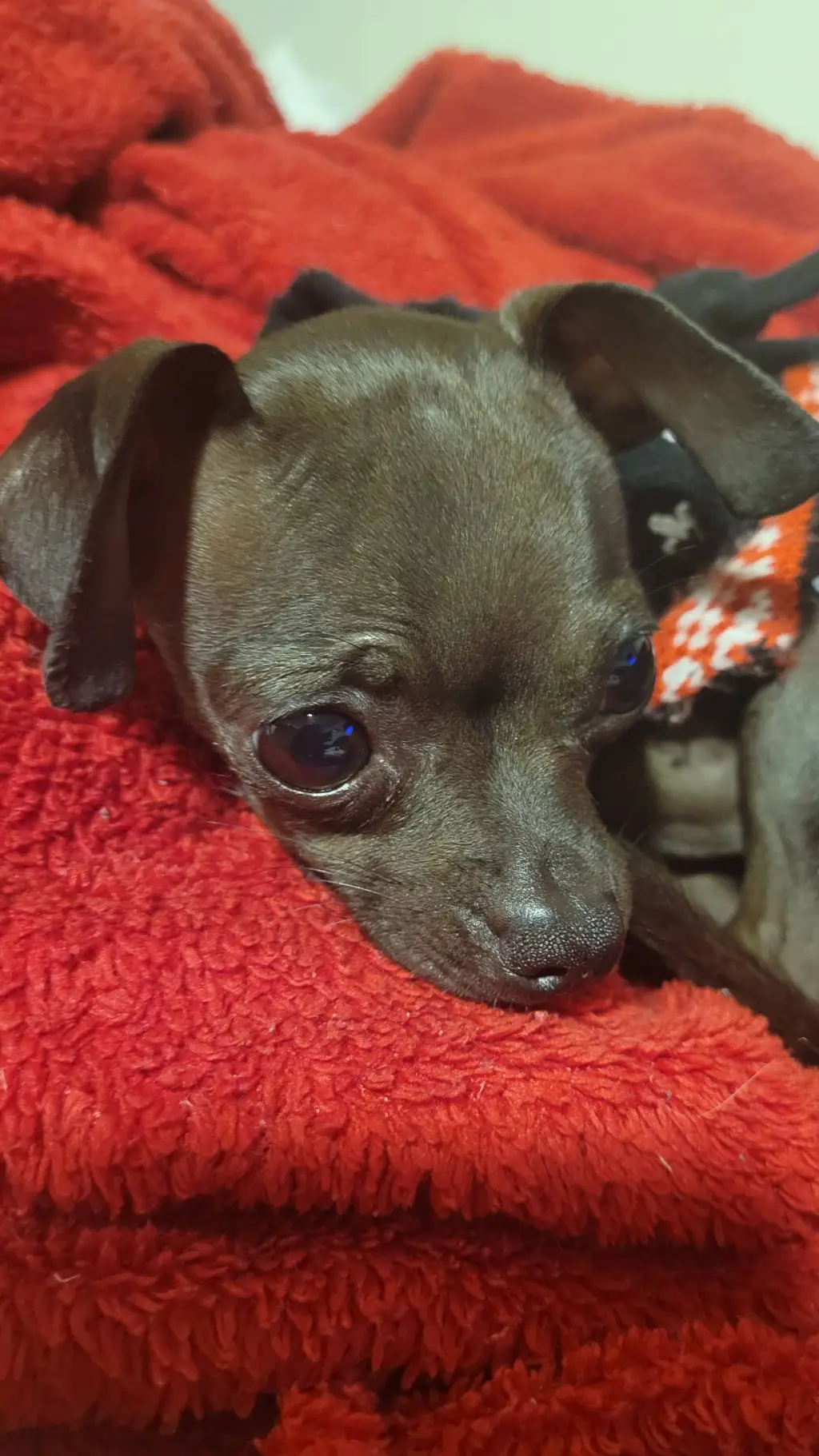ai character: Chili the chihuahu background