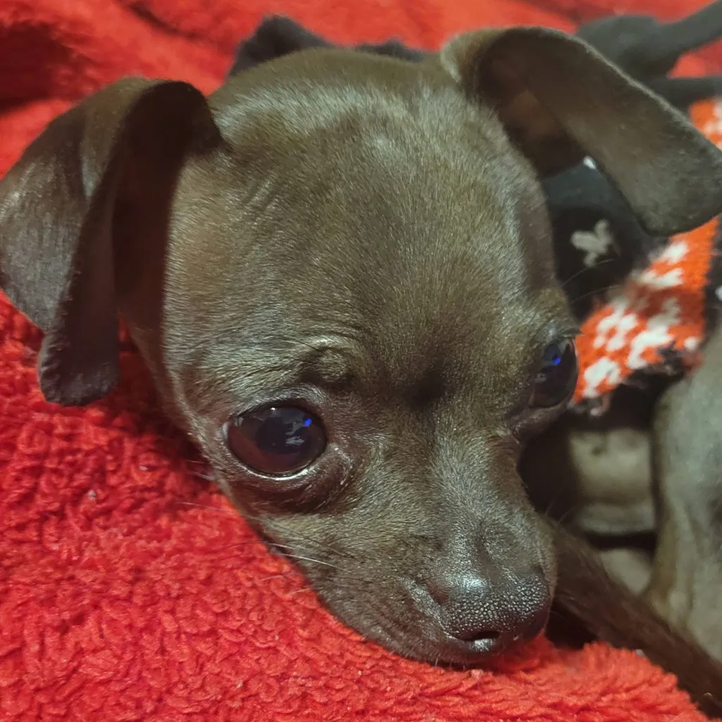chat with ai character: Chili the chihuahu