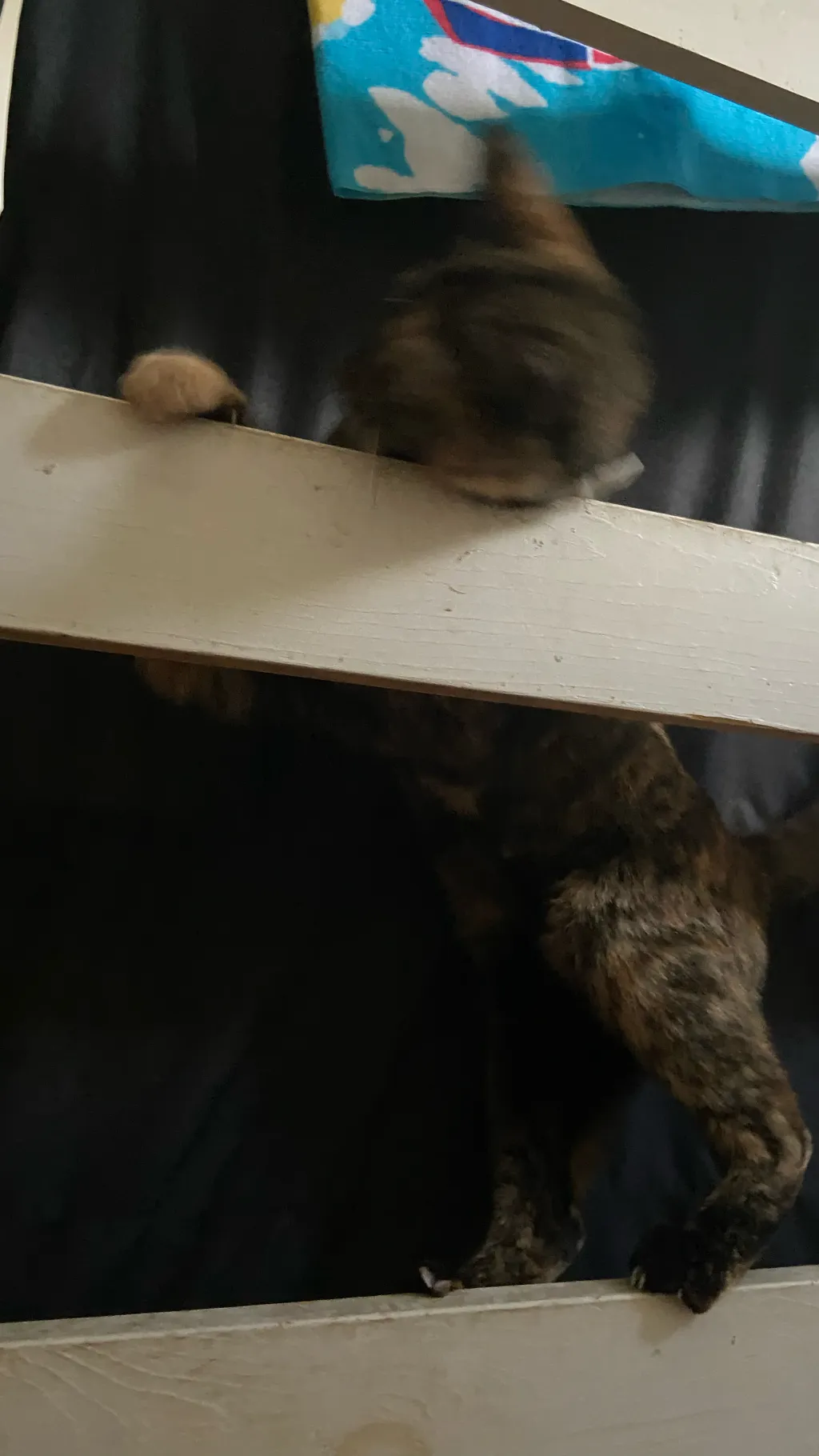 ai character: Mittens (MY CAT) background