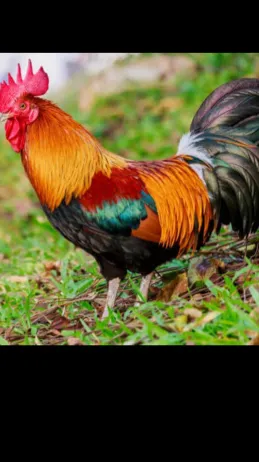 ai character: rooster background