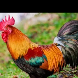 chat with ai character: rooster