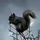 chat with ai character: squirrel
