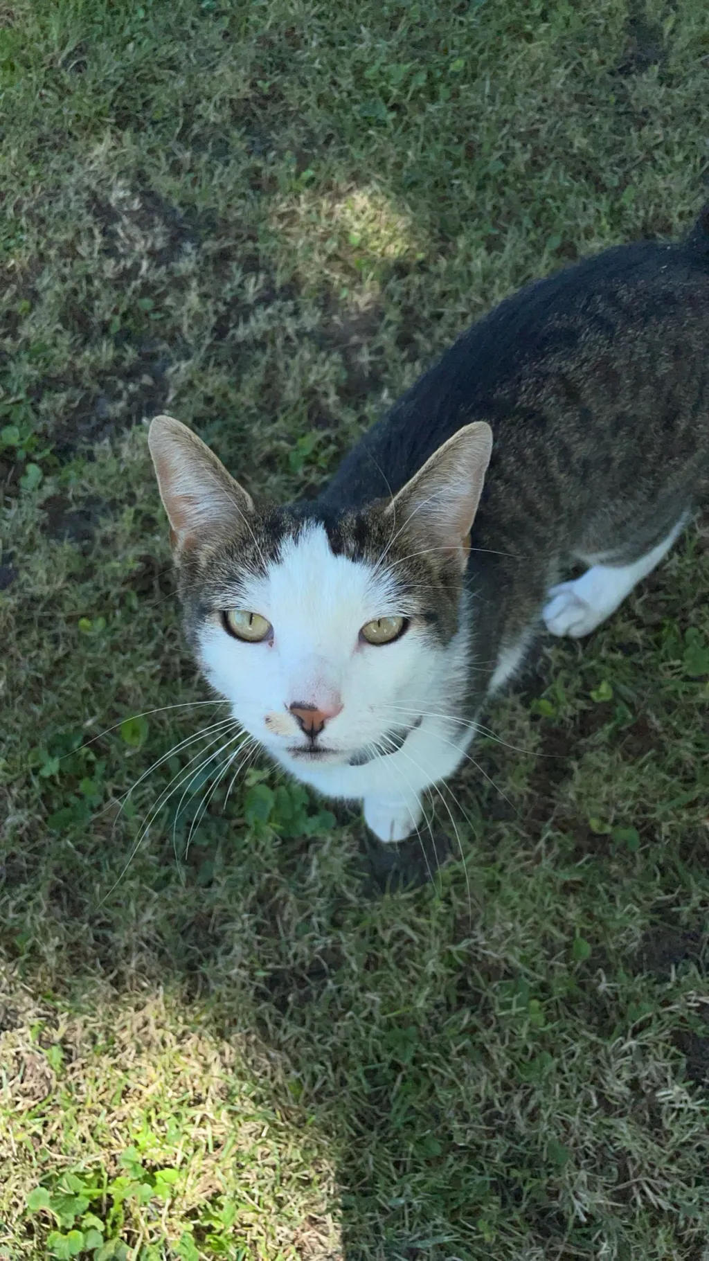 ai character: Smudge background