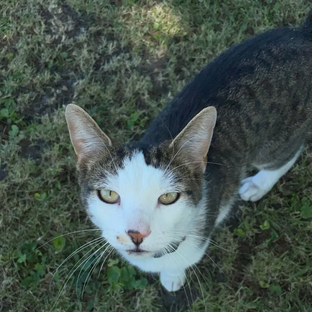 chat with ai character: Smudge